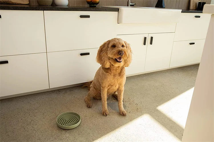 "Slow feeder anti-knockover and anti-slip food bowl for cats and puppies"
